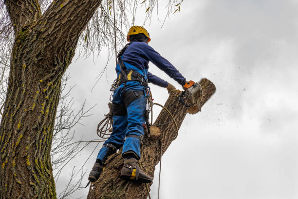 Best Emergency Tree Removal  in Vineland, NJ