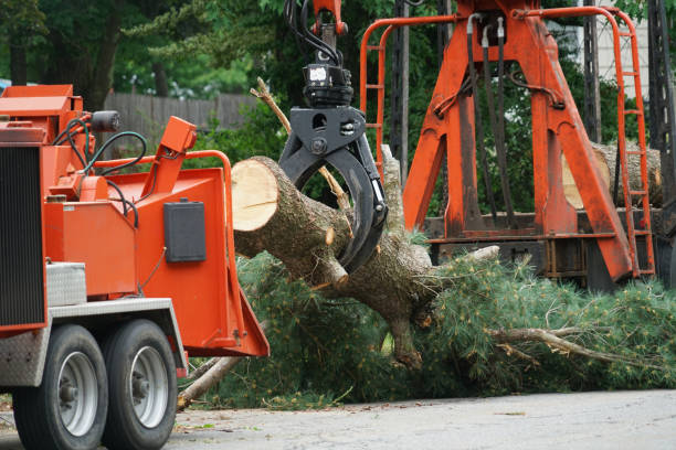 Best Tree Fertilization  in Vineland, NJ