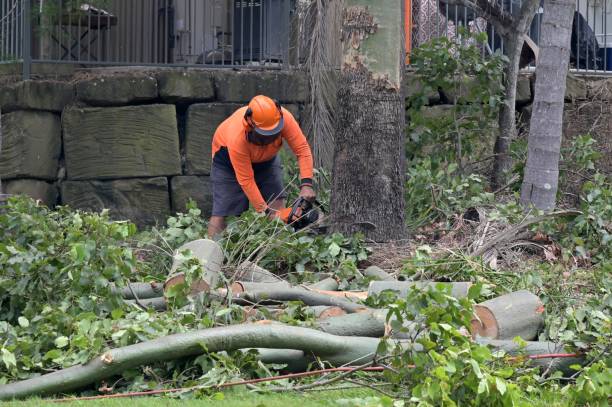 Reliable Vineland, NJ Tree Services Solutions